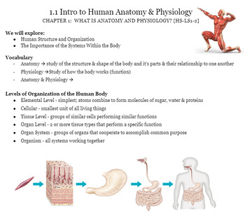 Preview of 1.1 Intro to Human A&P Lesson (Beginning of Year)