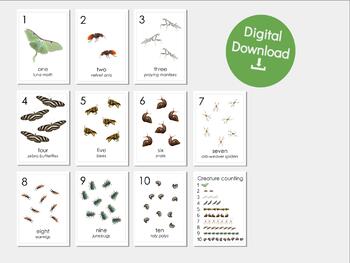 Preview of 1 - 10 Counting with Nature Insects & Bugs - Printable Cards four to a page