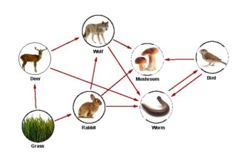 snc1d food web assignment