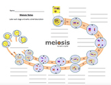 1-Day Introduction to Meiosis and Manipulative Set