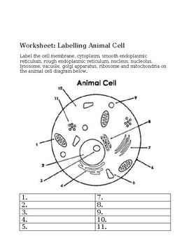 10 BIOLOGY LABELLING DIAGRAMS (Plant & Animal Cell, Human Heart, Organ ...