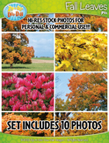 10 Fall Leaves Stock Photos Pack — Includes Commercial License!