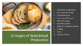10 Stages of Yeast Bread Production PowerPoint and Project