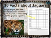 JAGUARS - 10 facts. Fun, visual, engaging PPT (w links & f