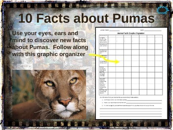puma fun facts