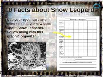 Preview of SNOW LEOPARDS - 10 facts. Fun, engaging PPT (w links & free graphic organizer)