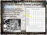 SNOW LEOPARDS - 10 facts. Fun, engaging PPT (w links & fre