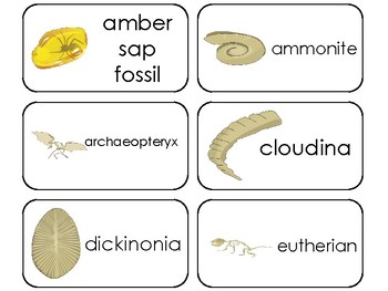 Preview of 11 Fossils Printable Flashcards. Preschool-3rd Grade