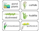 11 Pond Zones and Plants Printable Flashcards. Preschool-3