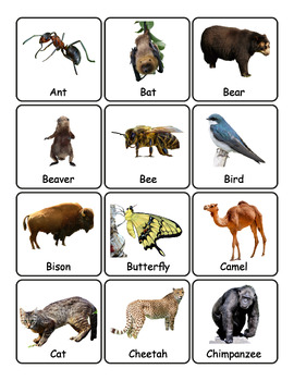 Preview of 112 Animal Flash Cards with English Names & Real Photos of Animals (PDF + PNGs)