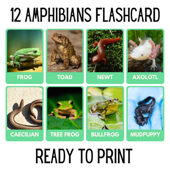 Preview of 12 Amphibi Educational Printables Flashcards Educational Activities Montessori