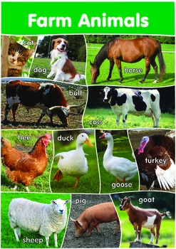 12 Farm Animals Poster- A3 size - English Version. by MFL :The Spanish shop