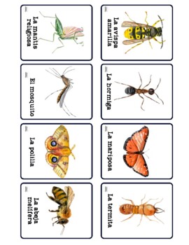 12 Bug Flashcards in Spanish by Bilingual Beginnings- Spanish printable