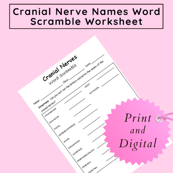 Preview of 12 Pairs of Cranial Nerve Names Word Scramble Worksheet