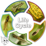 13 Life Cycles Puzzle. Photo cards
