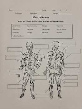 Preview of 13 Major Muscles: Muscle Assessment