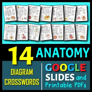 Preview of 14 Anatomy Diagram Crosswords BUNDLE | Printable & Distance Learning Options