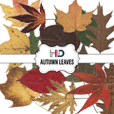 14 Autumn Tree Leaves Digital Clip Art Maple Oak Aspen Deciduous