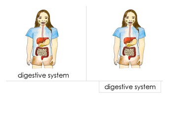Preview of 14 cm Montessori 3-Part, 4 Part Scientific Nomenclature Cards:  Digestive System