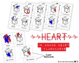 Human Heart Flashcards - 16 nomenclature 2 part cards, dua