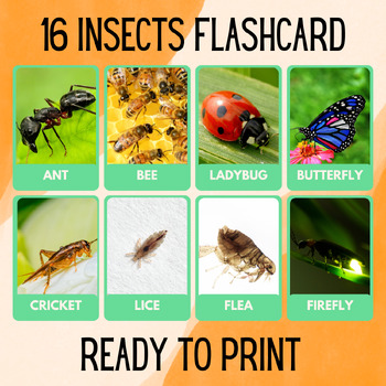 Preview of 16 Insect Educational Printables Flashcards Educational Activities Montessori