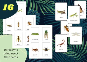 Preview of 16 Insect Flash Cards