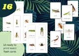 16 Insect Flash Cards