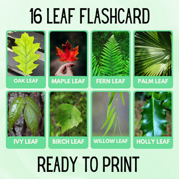 Preview of 16 Leaf Educational Printables Flashcards Educational Activities Montessori