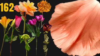 Preview of 162 Fresh And Dried Flowers + Backgrounds Png-Jpg