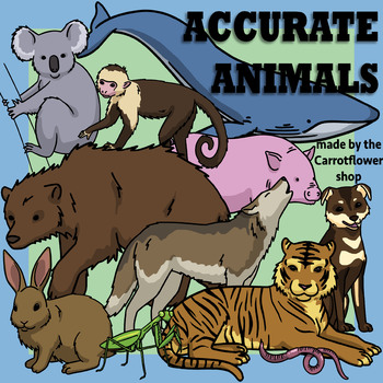 Preview of 17 Accurate Animals - Clip Art by the Carrotflower Shop