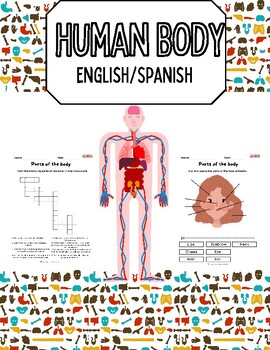 Preview of 1st-3rd Grade Beginner's Anatomy English & Spanish Body Parts Printables