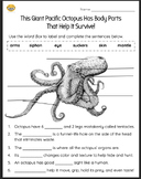 Octopus Animal Defense