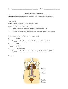 Preview of 2-D Urinary System Anatomical Project Rubric