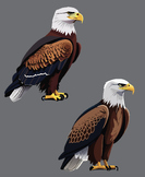 2 Eagles (Separate files) as an SVG, JPG, Transparent PNG 
