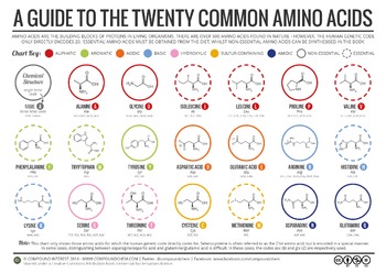 Preview of 20 Amino Acids - A Visual Guide