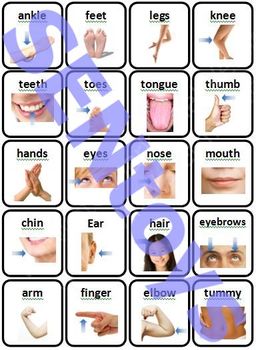 Preview of 20 Body Parts Photo Flash Cards. Autism Visual Speech Therapy Aid Resource SEND