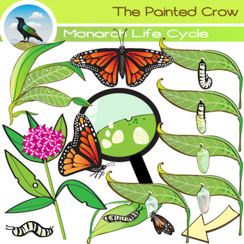 Preview of Monarch Butterfly Life Cycle Clip Art - Bug / Insect Clip Art