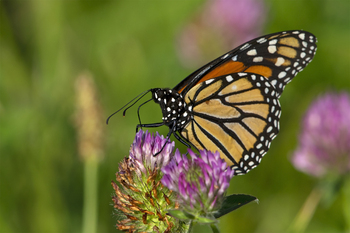 Preview of 2022 Monarch butterfly (Danaus plexippus) high quality Powerpoint image 