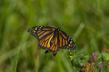 Preview of 2022 Monarch butterfly ( Danaus plexippus) female Powerpoint JPEG photo 