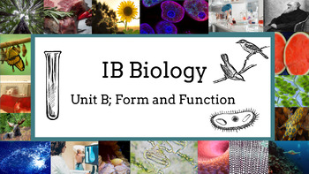 Preview of 2023 IB Biology Unit B Bundle: Form and Function