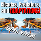 2024 Cicada Emergence - Cicada Adaptations and Predators