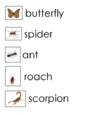 25 Insects, Spiders, Millepede, Centipede, Scorpion Word W