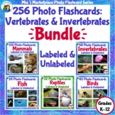 256 Animal Photo Flashcards: Vertebrates and Invertebrates
