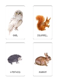 Wild Animal Themed Flash Cards for Kids.