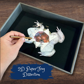 Preview of Paper FROG Dissection ANATOMY Activity - Muscular, Skeletal & Organs!