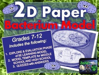 Preview of Bacteria 2D Paper Model (Foldable)