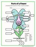 3rd/4th/5th/6th Grade Flower Parts Labeling & Definitions