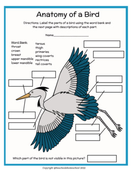 Preview of 2nd/3rd/4th/5th Bird Anatomy - Parts Labeling & Diagram - Color or Black & White