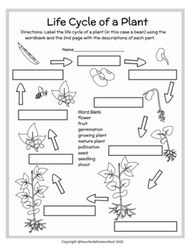 2nd/3rd/4th/5th Plant Life Cycle Parts Labeling Diagram - Color or ...