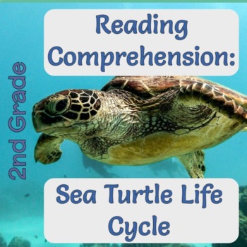 Preview of 2nd Grade Reading Comprehension Packet - Sea Turtle Life Cycle